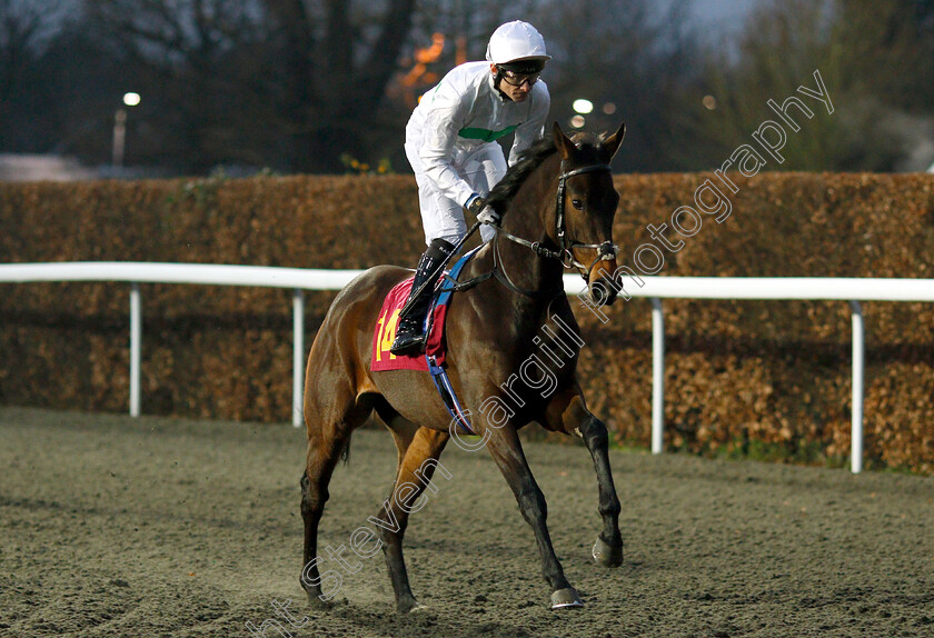 Vandella-0002 
 VANDELLA (Robert Havlin)
Kempton 5 Jan 2019 - Pic Steven Cargill / Racingfotos.com