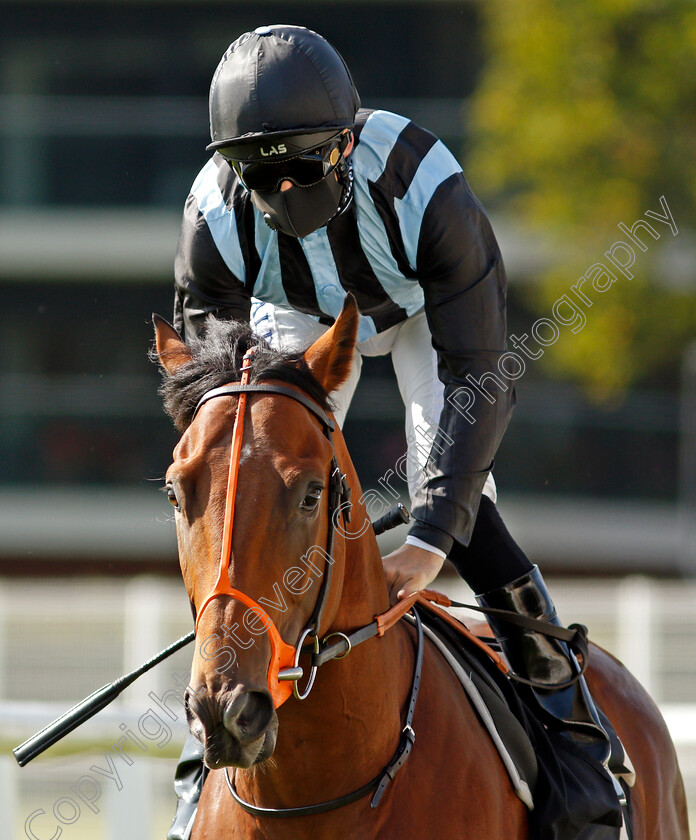 Billy-Mill-0001 
 BILLY MILL (Pat Dobbs)
Newbury 18 Sep 2020 - Pic Steven Cargill / Racingfotos.com