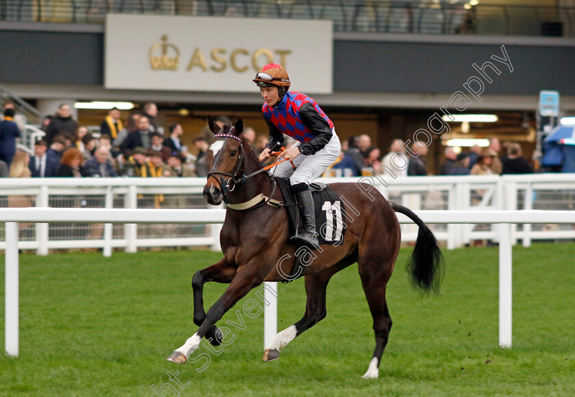 Surrey-Nemesis-0001 
 SURREY NEMESIS (Lee Edwards)
Ascot 17 Feb 2024 - Pic Steven Cargill / Racingfotos.com