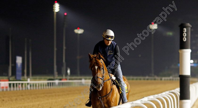 Nakatomi-0002 
 NAKATOMI training for The Golden Shaheen
Meydan Dubai 28 Mar 2024 - Pic Steven Cargill / Racingfotos.com