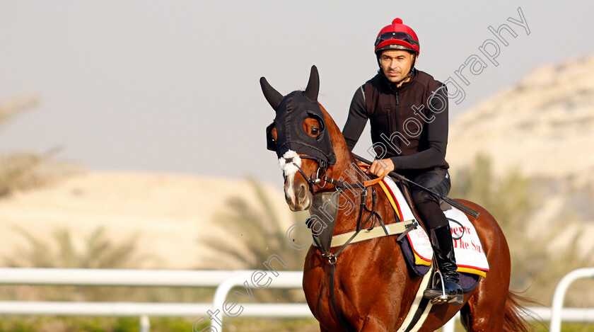 Emperor-Of-The-Sun-0001 
 EMPEROR OF THE SUN exercising in preparation for Friday's Bahrain International Trophy
Sakhir Racecourse, Bahrain 16 Nov 2021 - Pic Steven Cargill / Racingfotos.com