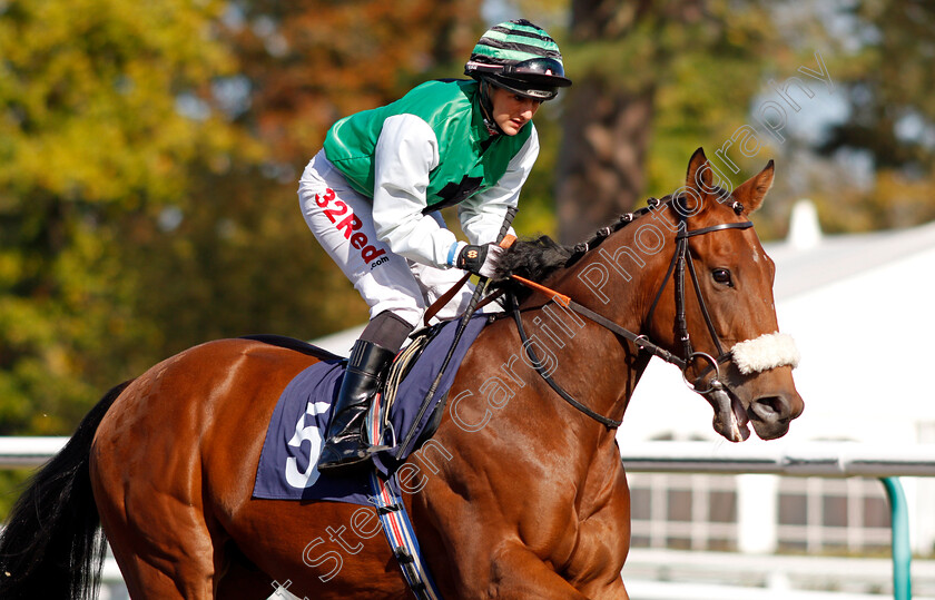 Viceroy-Mac-0001 
 VICEROY MAC (Josephine Gordon) Lingfield 5 Oct 2017 - Pic Steven Cargill / Racingfotos.com