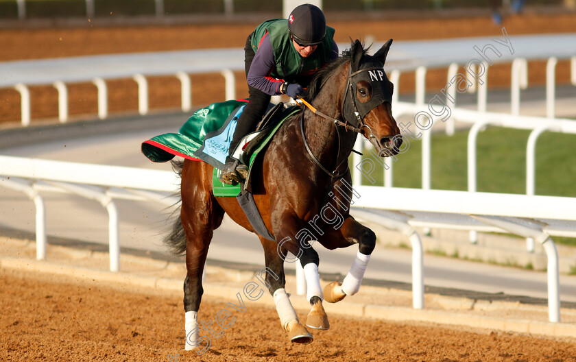 Slava-Ukraini-0002 
 SLAVA UKRAINI training for The International Handicap
King Abdulaziz Racecourse, Saudi Arabia 20 Feb 2024 - Pic Steven Cargill / Racingfotos.com