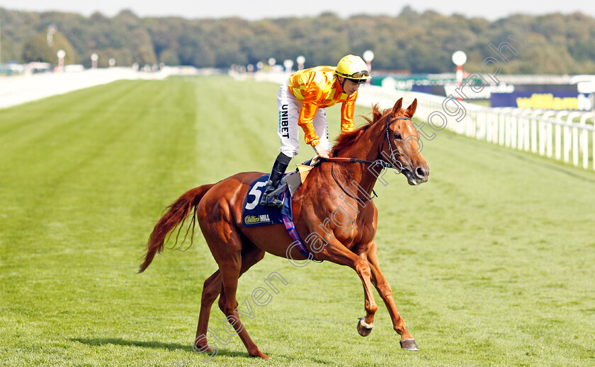 Sleeping-Lion-0001 
 SLEEPING LION (Jamie Spencer) before The William Hill Mallard Handicap
Doncaster 13 Sep 2019 - Pic Steven Cargill / Racingfotos.com