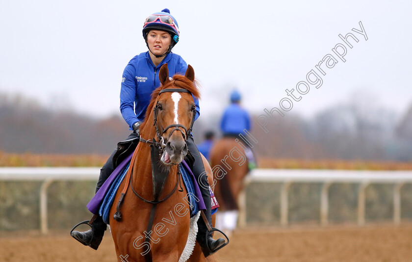 Creative-Force-0002 
 CREATIVE FORCE training for the Breeders' Cup Turf Sprint
Keeneland USA 1 Nov 2022 - Pic Steven Cargill / Racingfotos.com