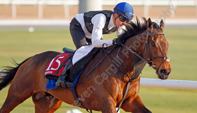 Torcedor-0002 
 TORCEDOR exercising in preparation for The Dubai Gold Cup Meydan 28 Mar 2018 - Pic Steven Cargill / Racingfotos.com