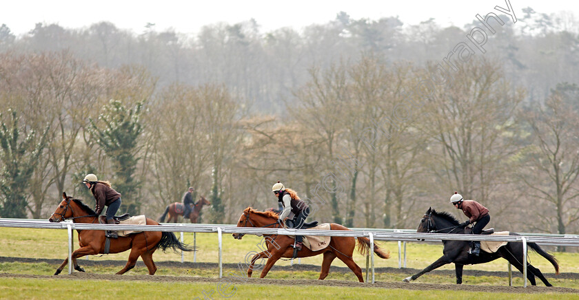 Newmarket-0002 
 A string of racehorses trained by Luca Cumani exercising on Warren Hill Newmarket 23 Mar 2018 - Pic Steven Cargill / Racingfotos.com