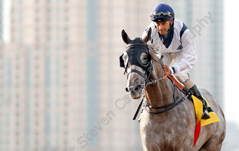 Chiefdom-0014 
 CHIEFDOM (Royston Ffrench) after The Jebel Ali Mile
Jebel Ali 24 Jan 2020 - Pic Steven Cargill / Racingfotos.com