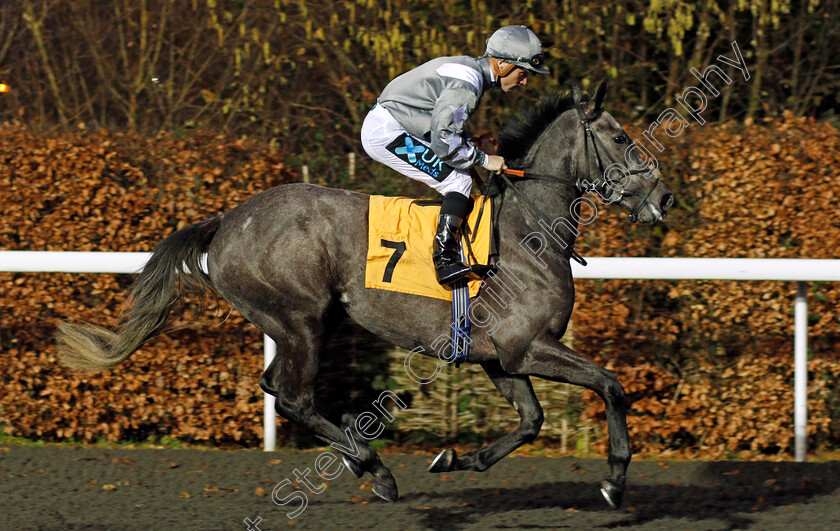 Lady-Al-Thumama-0001 
 LADY AL THUMAMA (Stevie Donohoe) Kempton 20 Dec 2017 - Pic Steven Cargill / Racingfotos.com