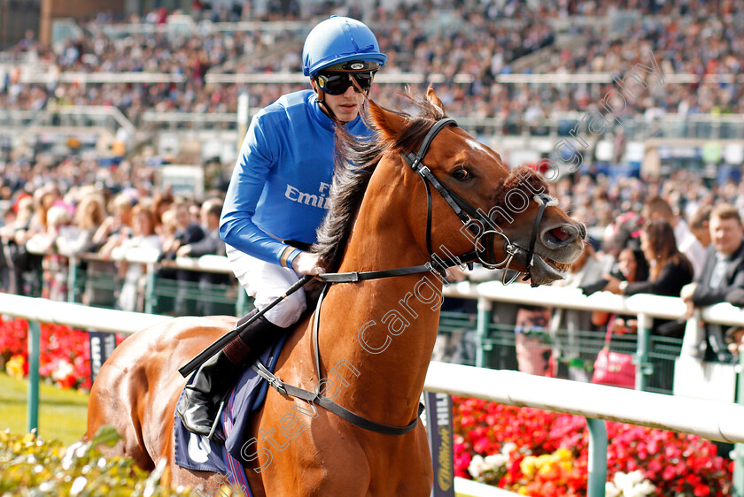 Home-Of-The-Brave-0001 
 HOME OF THE BRAVE (James Doyle) Doncaster 16 Sep 2017 - Pic Steven Cargill / Racingfotos.com