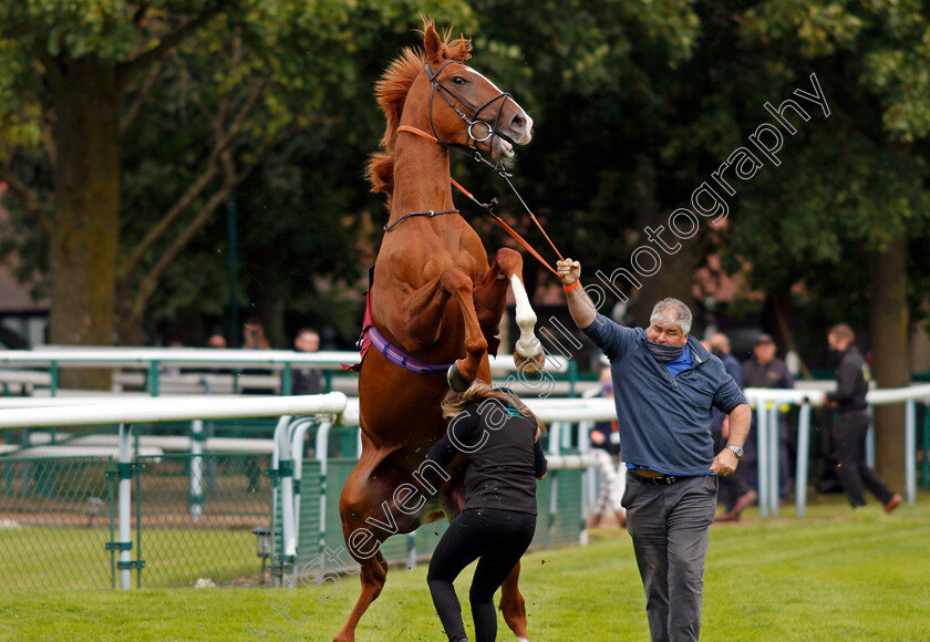 City-Storm-0004 
 CITY STORM giving his handlers a spot of bother before going to the start and finishing last
Haydock 3 Sep 2020 - Pic Steven Cargill / Racingfotos.com