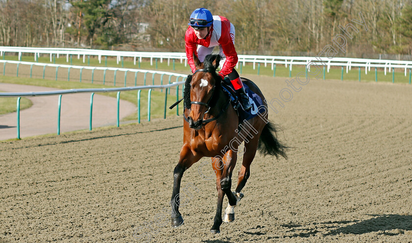 Stealth-0001 
 STEALTH (Kieran O'Neill) Lingfield 16 Feb 2018 - Pic Steven Cargill / Racingfotos.com