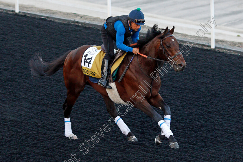 Good-Effort-0002 
 GOOD EFFORT training for The Golden Shaheen
Meydan, Dubai, 24 Mar 2022 - Pic Steven Cargill / Racingfotos.com