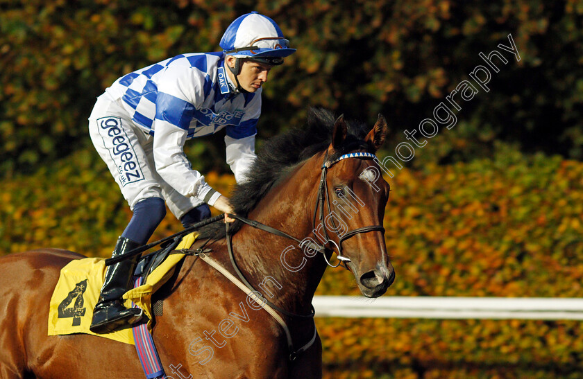 Jade-Country 
 JADE COUNTRY (David Probert)
Kempton 10 Nov 2021 - Pic Steven Cargill / Racingfotos.com