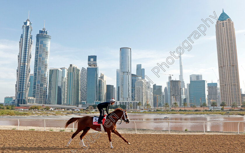 Kabirkhan-0003 
 KABIRKHAN training for The Dubai World Cup at the Al Quoz training track
Meydan Dubai 27 Mar 2024 - Pic Steven Cargill / Racingfotos.com