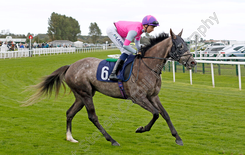 Damascus-Steel-0001 
 DAMASCUS STEEL (Billy Loughnane)
Yarmouth 16 Oct 2023 - Pic Steven Cargill / Racingfotos.com