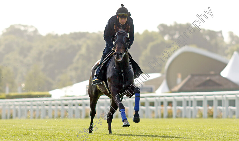 Artorius-0002 
 ARTORIUS (Jamie Spencer) - Australia to Ascot, preparing for the Royal Meeting.
Ascot 10 Jun 2022 - Pic Steven Cargill / Racingfotos.com