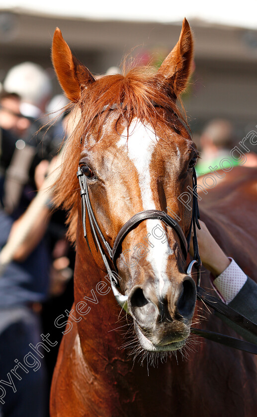 Masar-0023 
 MASAR after The Investec Derby	
Epsom 2 Jun 2018 - Pic Steven Cargill / Racingfotos.com