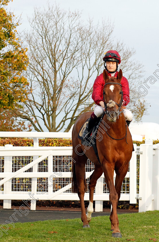 Nobel-0001 
 NOBEL (Cieren Fallon)
Newmarket 29 Oct 2022 - Pic Steven Cargill / Racingfotos.com