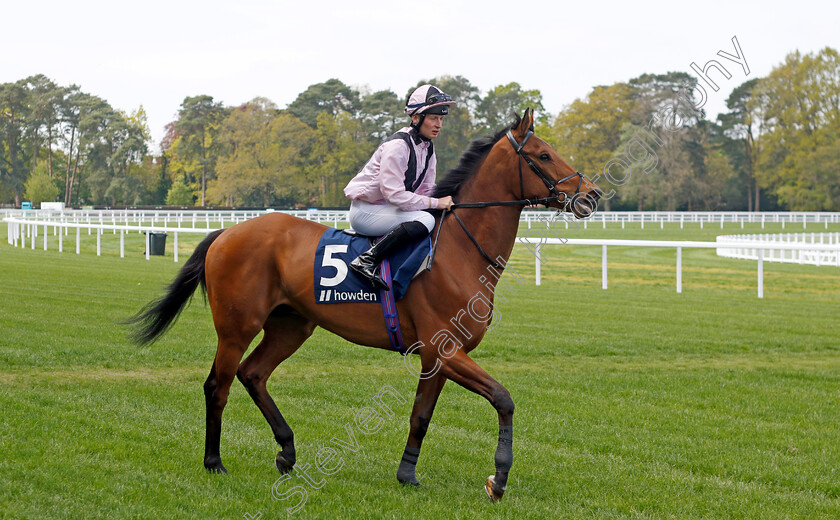 Baltimore-Boy-0001 
 BALTIMORE BOY (Joe Bradnam)
Ascot 3 May 2023 - Pic Steven Cargill / Racingfotos.com