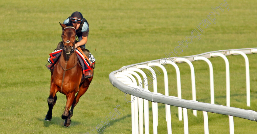 Enemy-0002 
 ENEMY training at Meydan, Dubai
2 Feb 2023 - Pic Steven Cargill / Racingfotos.com