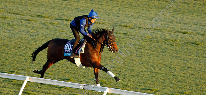 Aomori-City-0001 
 AOMORI CITY training for the Breeders' Cup Juvenile Turf
Del Mar USA 30 Oct 2024 - Pic Steven Cargill / Racingfotos.com