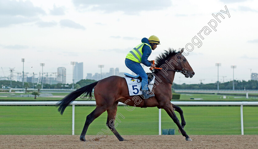 Yuvraaj-0002 
 YUVRAAJ training at the Dubai Racing Carnival 
Meydan 2 Jan 2025 - Pic Steven Cargill / Racingfotos.com