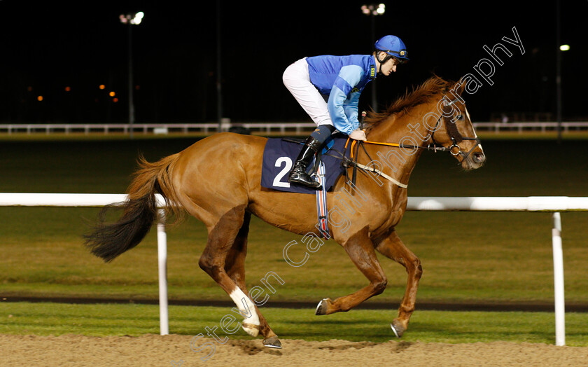 Enmeshing-0001 
 ENMESHING (Daniel Muscutt)
Wolverhampton 19 Dec 2019 - Pic Steven Cargill / Racingfotos.com