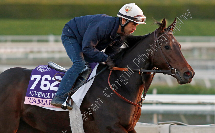 Tamara-0005 
 TAMARA training for The Breeders' Cup Juvenile Fillies
Santa Anita USA, 31 October 2023 - Pic Steven Cargill / Racingfotos.com