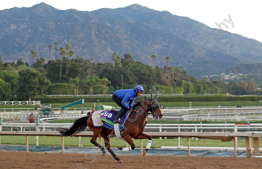 Master-Of-The-Seas-0001 
 MASTER OF THE SEAS training for The Breeders' Cup Mile
Santa Anita USA, 31 October 2023 - Pic Steven Cargill / Racingfotos.com