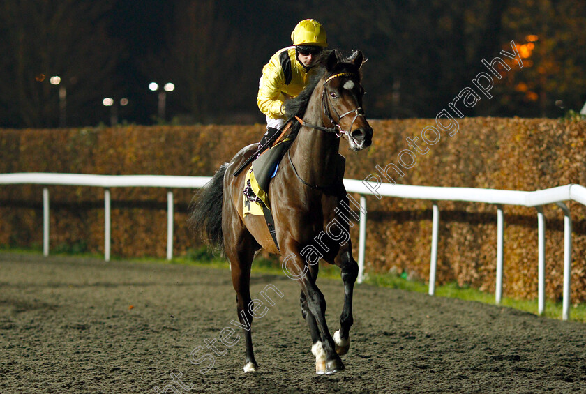 Elamirr-0001 
 ELAMIRR (Jack Mitchell)
Kempton 21 Nov 2018 - Pic Steven Cargill / Racingfotos.com