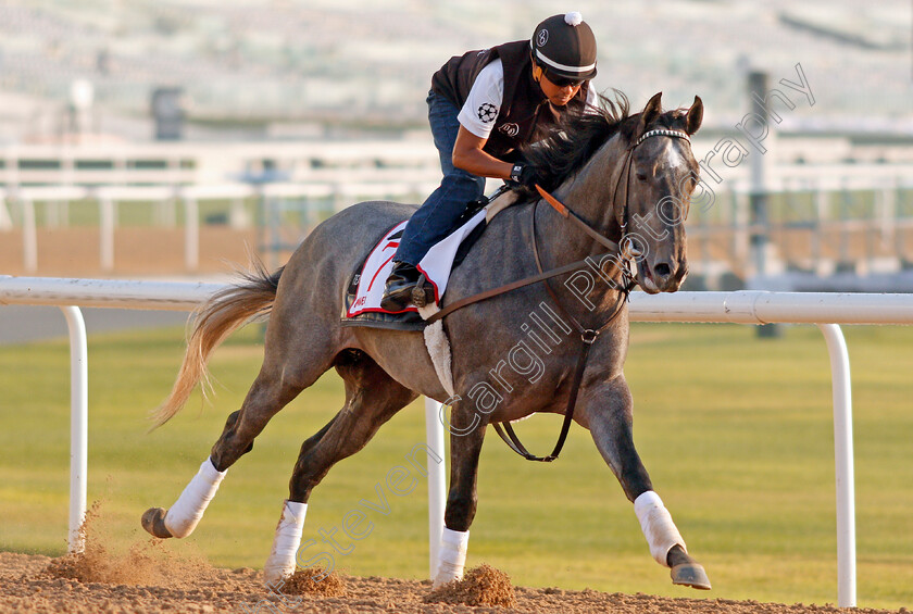 Pavel-0002 
 PAVEL exercising in preparation for The Dubai World Cup Meydan 28 Mar 2018 - Pic Steven Cargill / Racingfotos.com