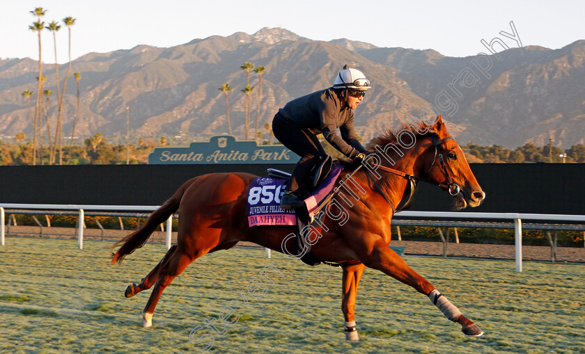 Daahyeh-0001 
 DAAHYEH training for the Breeders' Cup Juvenile Fillies Turf
Santa Anita USA 30 Oct 2019 - Pic Steven Cargill / Racingfotos.com