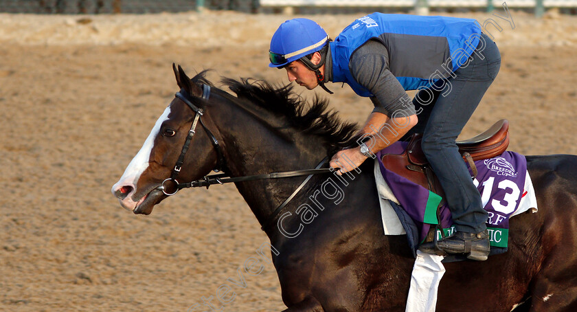 Talismanic-0002 
 TALISMANIC exercising ahead of The Breeders' Cup Turf
Churchill Downs USA 31 Oct 2018 - Pic Steven Cargill / Racingfotos.com