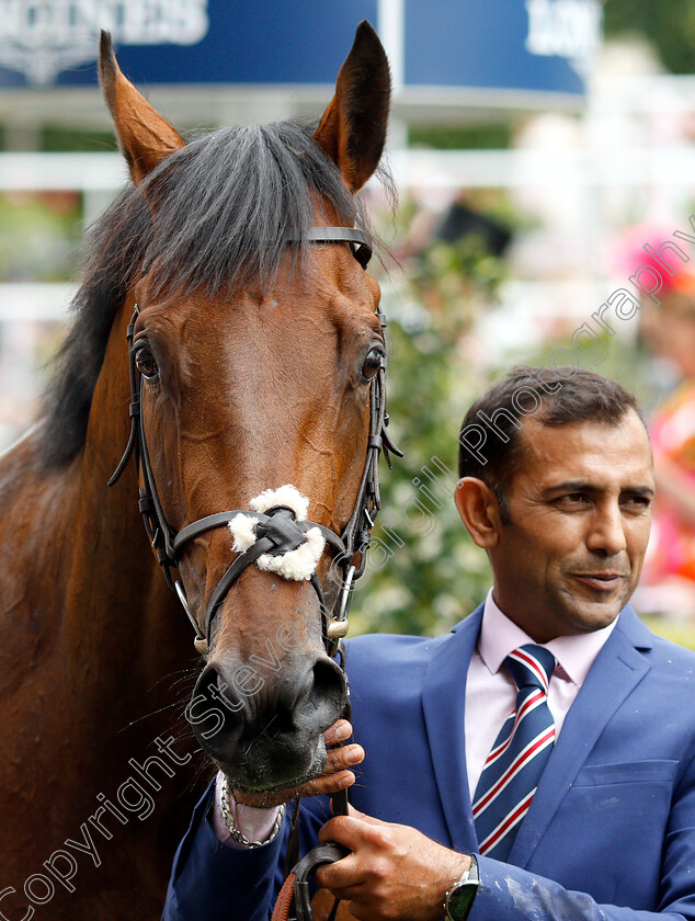 Sangarius-0009 
 SANGARIUS after The Hampton Court Stakes
Royal Ascot 20 Jun 2019 - Pic Steven Cargill / Racingfotos.com