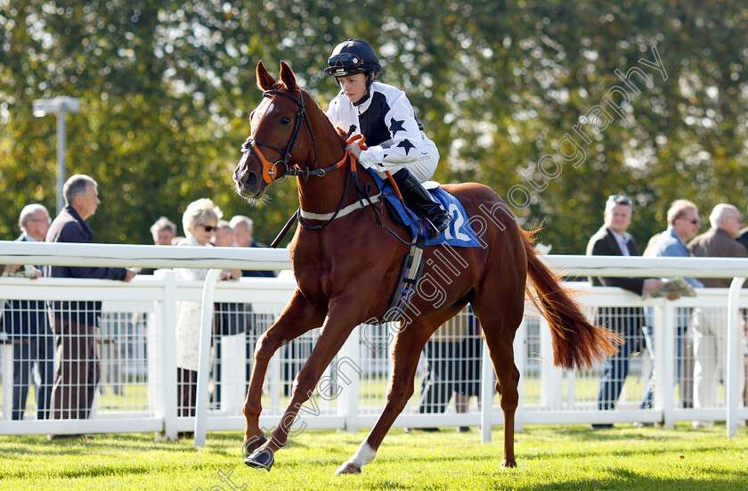 Knightshayes-0001 
 KNIGHTSHAYES (Rhiain Ingram)
Salisbury 3 Oct 2018 - Pic Steven Cargill / Racingfotos.com