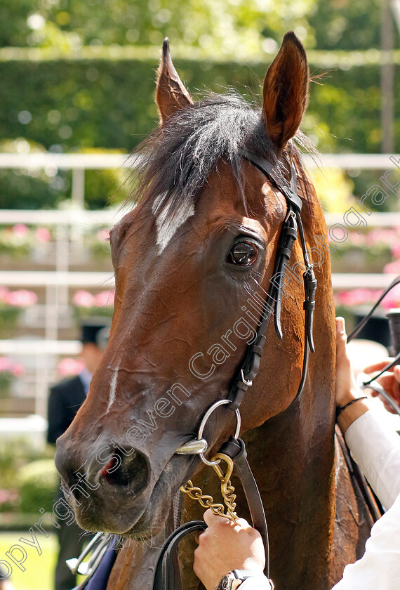 Porta-Fortuna-0012 
 PORTA FORTUNA winner of The Coronation Stakes
Royal Ascot 21 Jun 2024 - Pic Steven Cargill / Racingfotos.com