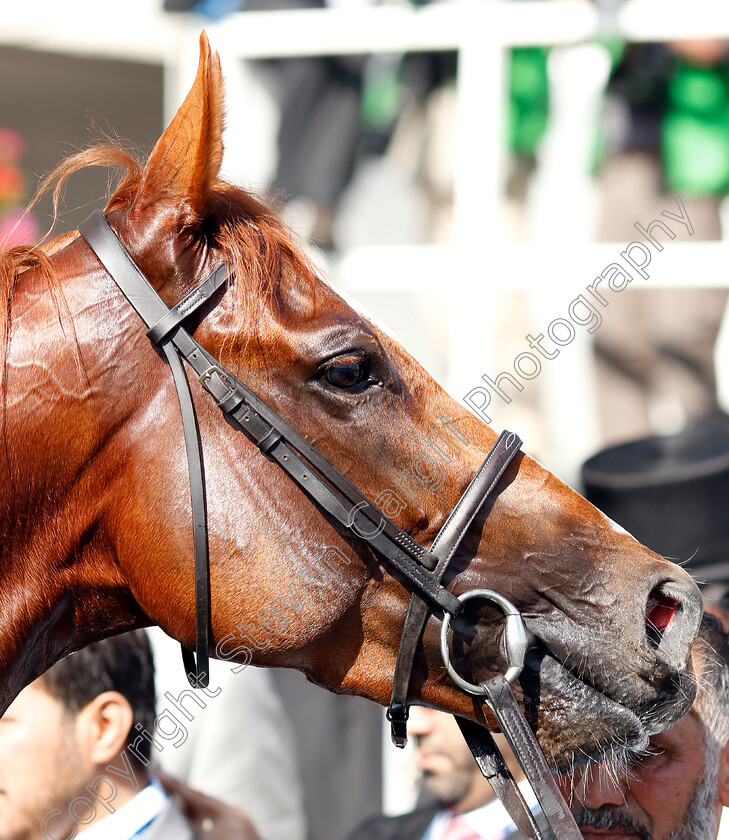 Masar-0021 
 MASAR after The Investec Derby	
Epsom 2 Jun 2018 - Pic Steven Cargill / Racingfotos.com