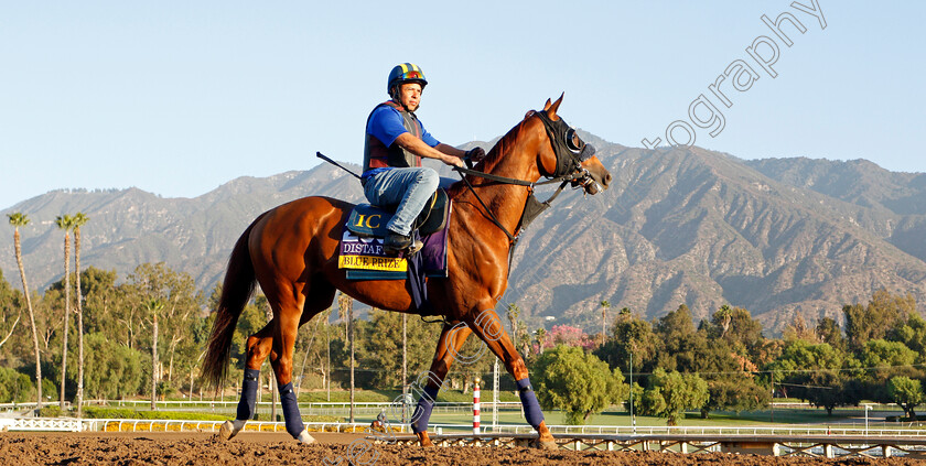 Blue-Prize-0001 
 BLUE PRIZE training for the Breeders' Cup Distaff
Santa Anita USA 30 Oct 2019 - Pic Steven Cargill / Racingfotos.com