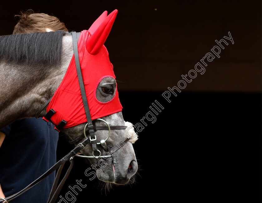 Harrow-0001 
 HARROW 
Newbury 10 Jun 2021 - Pic Steven Cargill / Racingfotos.com