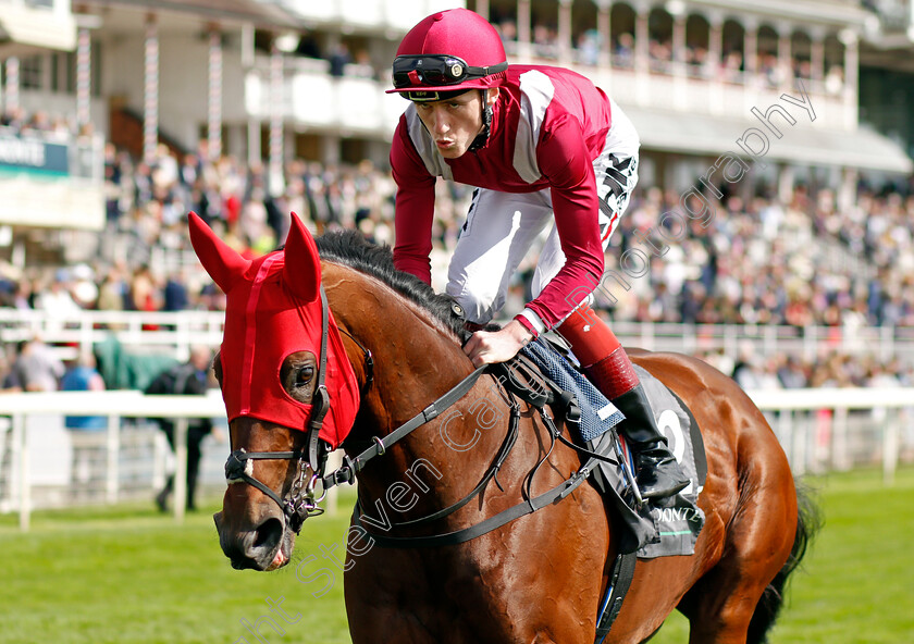 Mishriff-0001 
 MISHRIFF (David Egan) wearing the ghastly red hood to post, before winning the Juddmonte International
York 18 Aug 2021 - Pic Steven Cargill / Racingfotos.com