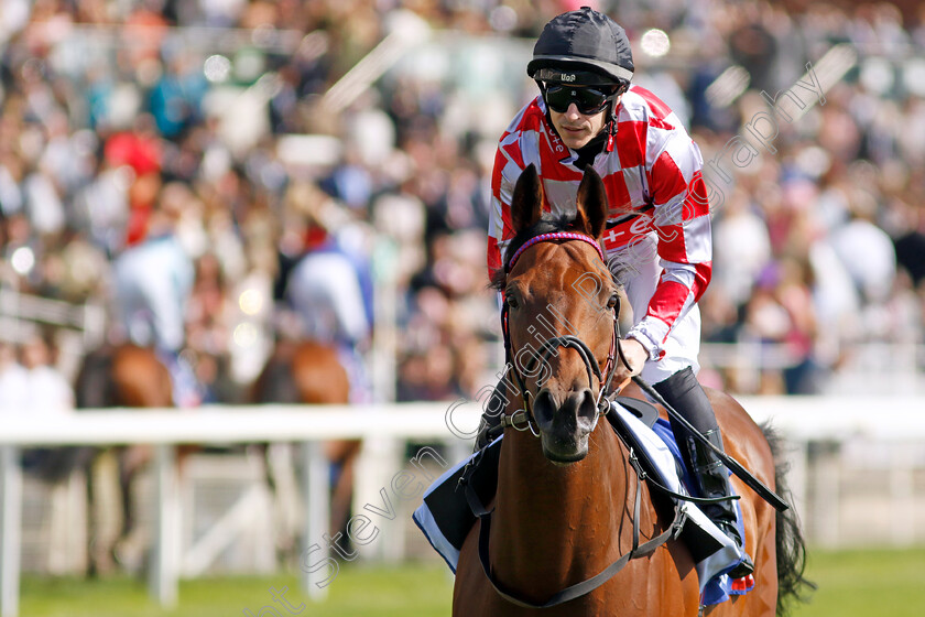 Ziggy-0001 
 ZIGGY (Richard Kingscote)
York 24 Aug 2024 - Pic Steven Cargill / Racingfotos.com