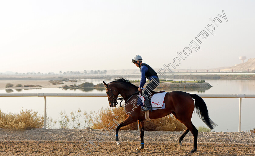 Penja-0003 
 PENJA exercising in preparation for Friday's Bahrain International Trophy
Sakhir Racecourse, Bahrain 16 Nov 2021 - Pic Steven Cargill / Racingfotos.com