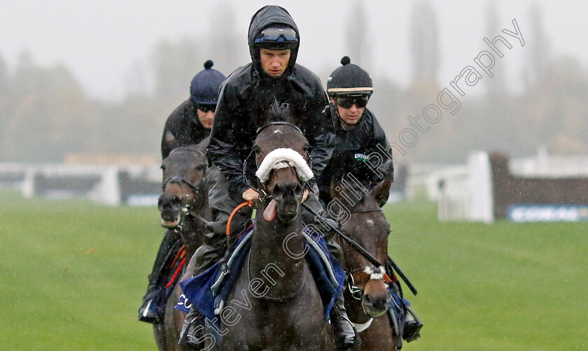 Marie s-Rock-0001 
 MARIE'S ROCK (Adrian Heskin) at Coral Gold Cup Weekend Gallops Morning
Newbury 15 Nov 2022 - Pic Steven Cargill / Racingfotos.com