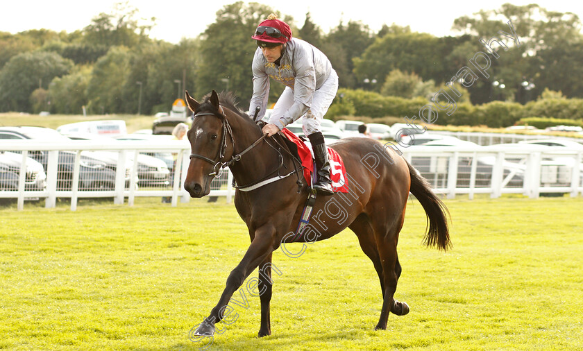 Lawaa-0001 
 LAWAA (Tony Hamilton)
Epsom 4 Jul 2019 - Pic Steven Cargill / Racingfotos.com