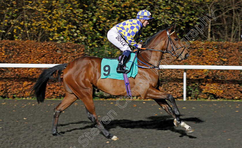 Bayards-Cove-0002 
 BAYARDS COVE (Hollie Doyle) Kempton 22 Nov 2017 - Pic Steven Cargill / Racingfotos.com