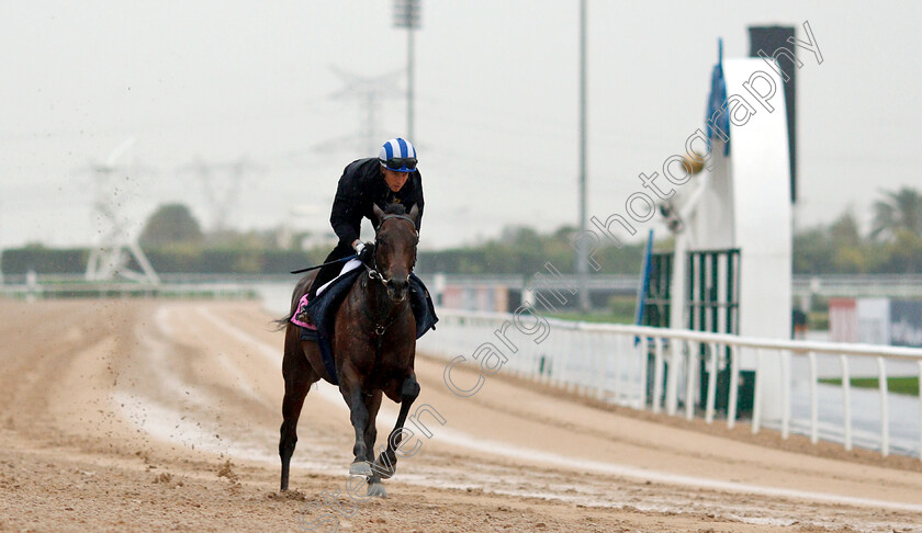 Jahbath-0003 
 JAHBATH (Jim Crowley) training for The UAE Derby
Meydan 28 Mar 2019 - Pic Steven Cargill / Racingfotos.com