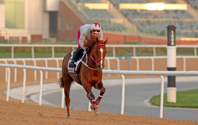 Ahatis-0001 
 AHATIS exercising for Greek trainer Christos Theodorakis
Meydan, Dubai, 3 Feb 2022 - Pic Steven Cargill / Racingfotos.com