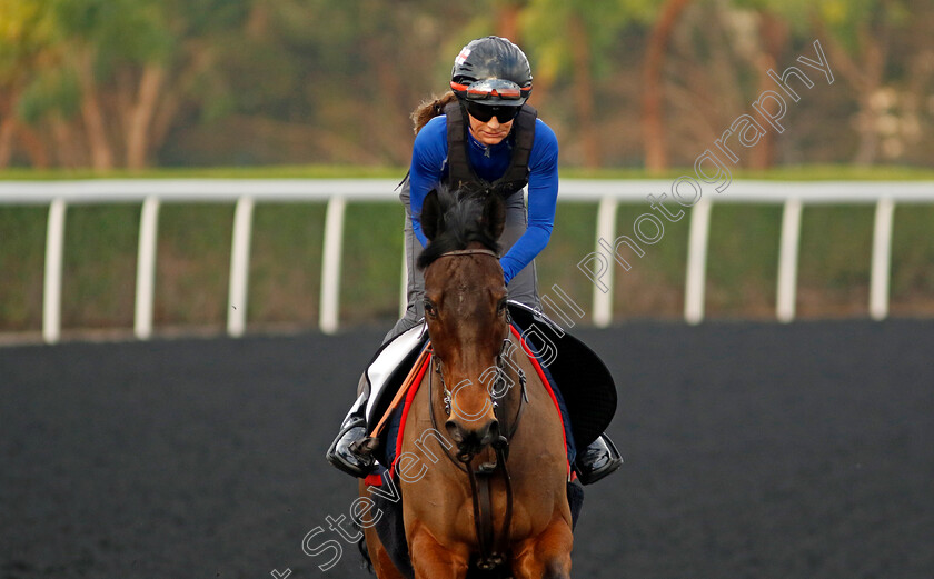 Tiger-Crusade-0001 
 TIGER CRUSADE training at the Dubai Racing Carnival
Meydan 1 Feb 2024 - Pic Steven Cargill / Racingfotos.com