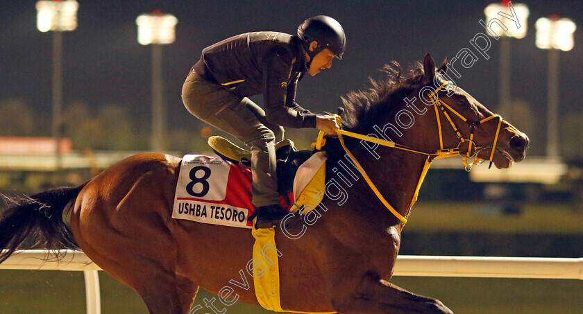 Ushba-Tesoro-0003 
 USHBA TESORO training for the Dubai World Cup
Meydan, Dubai, 21 Mar 2023 - Pic Steven Cargill / Racingfotos.com